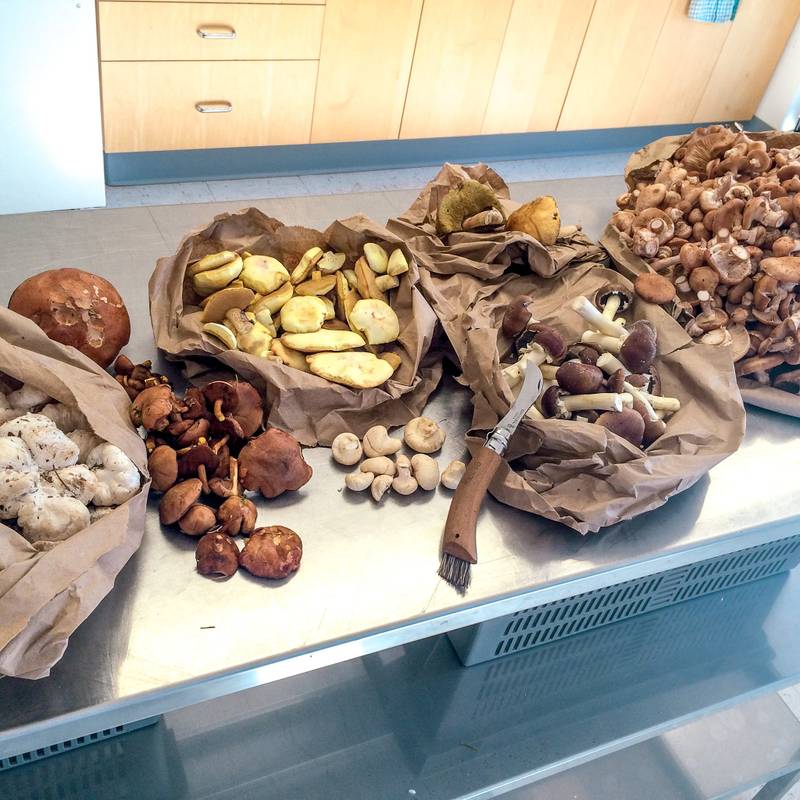 Quinze champignons comestibles