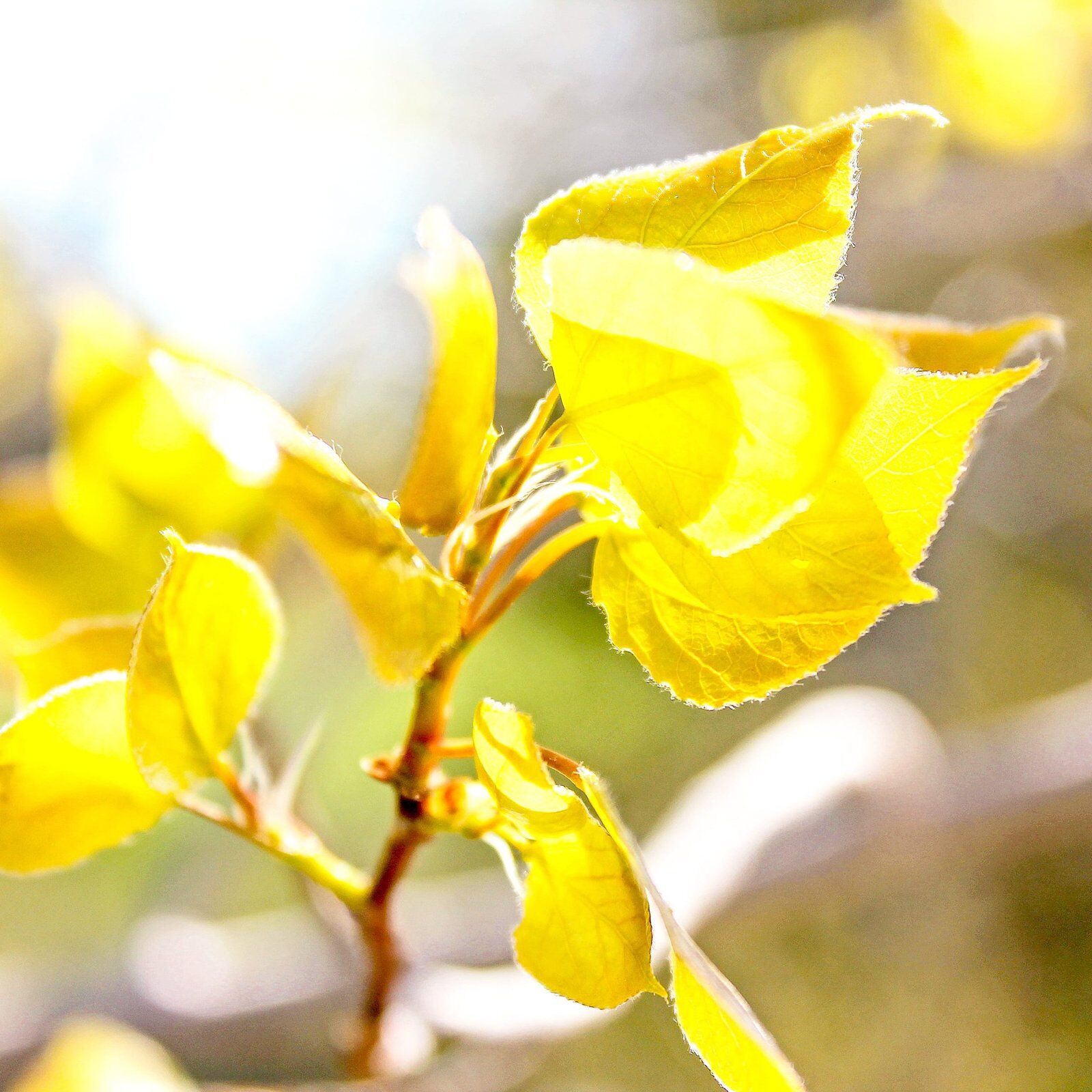 Feuilles dans un arbre