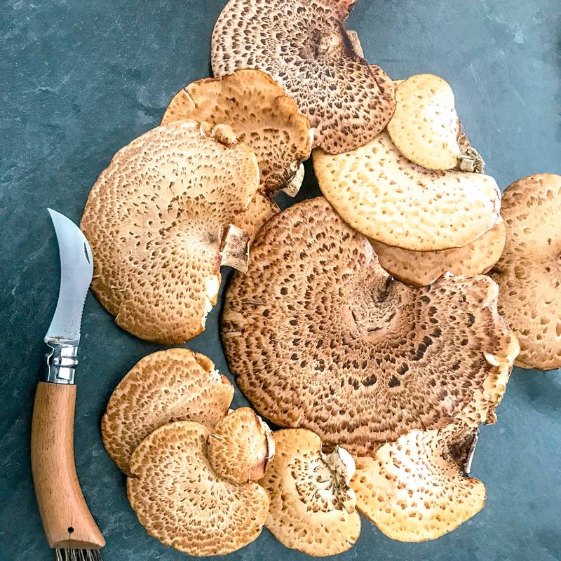 Champignons sauvages comestibles sur table