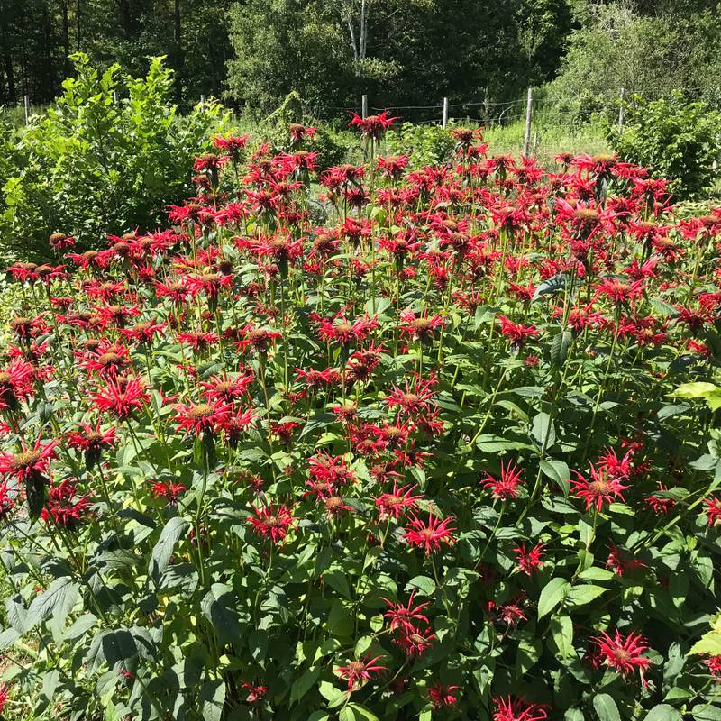 Fleurs dans la forêt de la Maison des forestibles de l'Abbaye