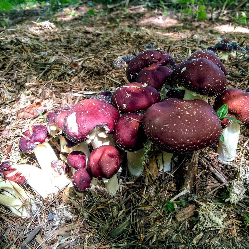 Champignons qui poussent sur copeau de bois