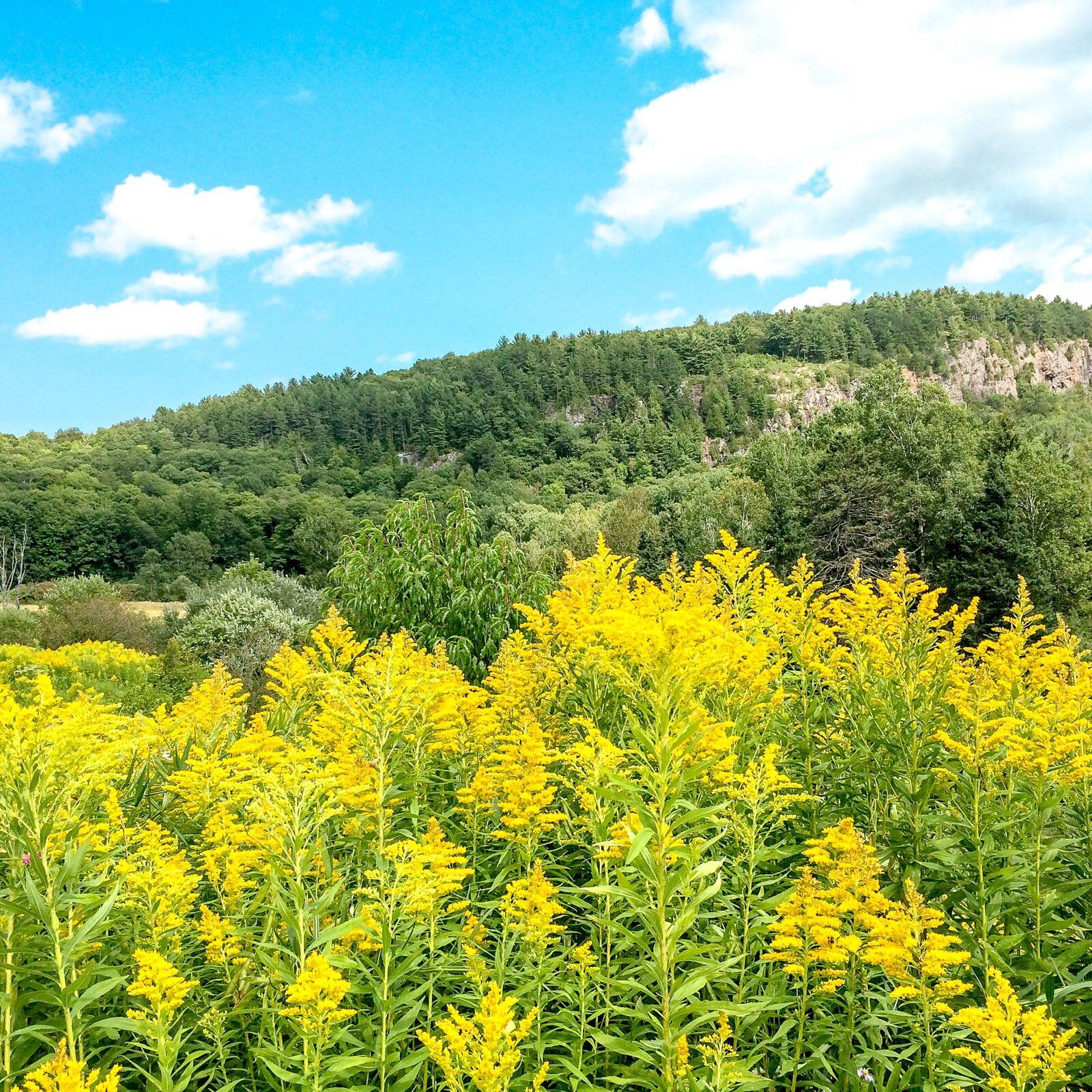 Plants de tisane dans la forêt de la Maison des forestibles de l'Abbaye
