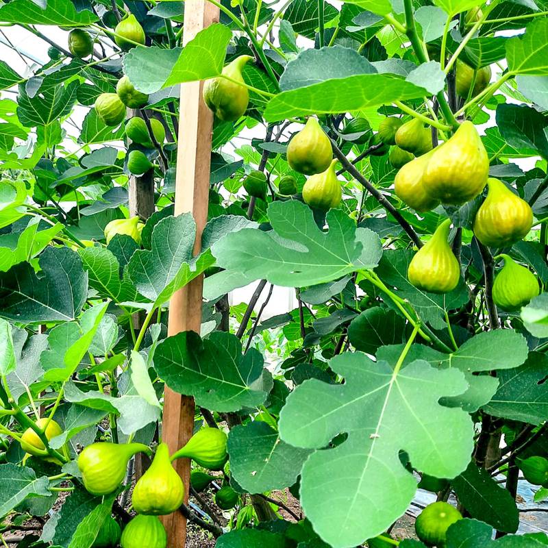 Figuiers à la Maison des Forestibles de l'Abbaye