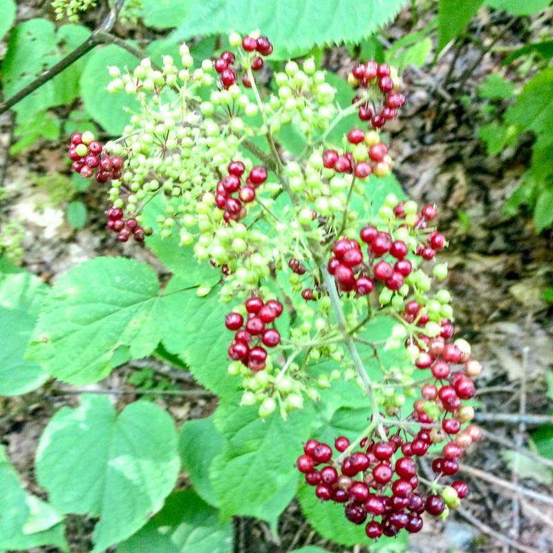 Plante comestible dans la forêt de la Maison des forestibles de l'Abbaye